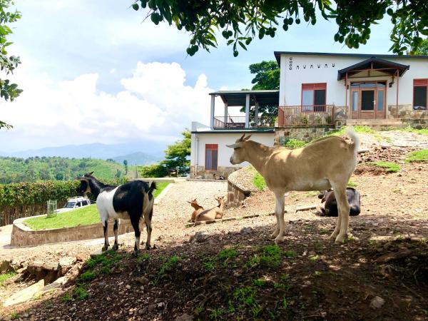 Amazi Land Home and Farm Stay, Đặt  Kibuye Gitsi