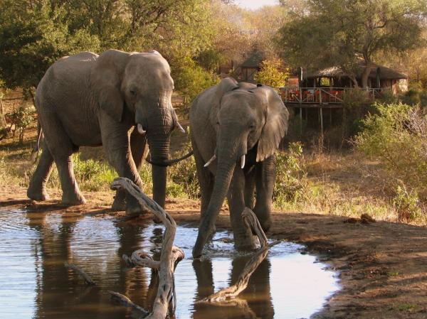 Umlani Bushcamp, Đặt Lodge Timbavati Game Reserve Mpumalanga