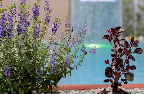 Macaws Villa, Đặt  Khách sạn tại Cartago có Hồ bơi, Hồ bơi