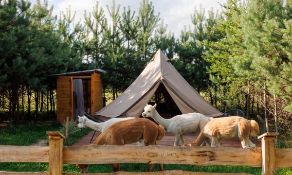 Glamping - Projekt Alpaka, Đặt Khu cắm trại Cắm trại & Glamping ở Masovia, Khu cắm trại
